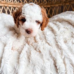 Jesse - Parti female Goldendoodle puppy in Brookville, Pennsylvania from Woodland Mountain Doodles
