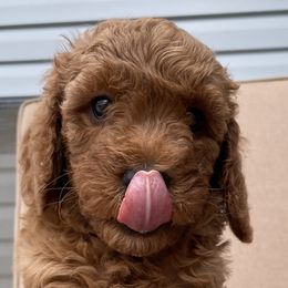 Leia - Poodle puppy from Colorado Fields