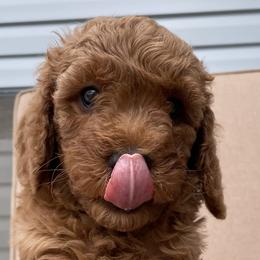 Leia - Poodle puppy from Colorado Fields