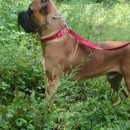 Kaz - Cane Corso