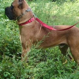 Kaz - Cane Corso