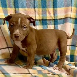 American Bully Puppies from XLVI Bully camp LLC