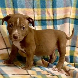 American Bully Puppies from XLVI Bully camp LLC