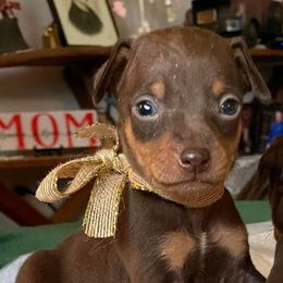 Miniature Pinschers from Min Pin Puppy Time