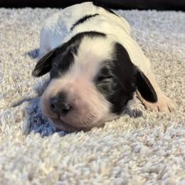 Working home only. Not suitable for pet or companion homes - Blue roan male English Cocker Spaniel puppy in Phillips, Nebraska from Fenloch Gundogs