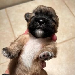 Boy full white chest - Brindle and white male Shih Tzu puppy in Lebanon, Missouri from Anna's Babies in the Midwest