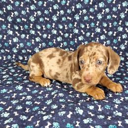 Dachshund Puppies from Newbern's Nuggets