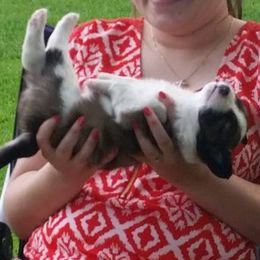 Border Collie Puppies from Zahara Border Collies