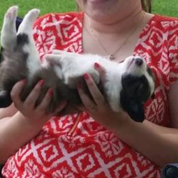 Border Collie Puppies from Zahara Border Collies