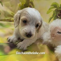 Ferrah - Fawn (Isabella) female Dachshund puppy in Grove, Oklahoma from Dachs on the lake