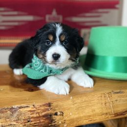 Australian Shepherd Puppies from High West Aussies