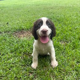 Girl 5 yellow - Liver and white female English Springer Spaniel puppy in Bonifay, Florida from Sherrouse English Springer Spaniels