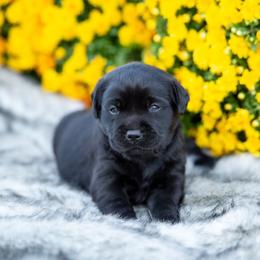 Girl 3 - Labrador Retriever puppy from Raley Retrievers