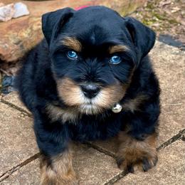 AKC Black and Red Blue eyes - Black and silver male Miniature Schnauzer puppy in Calhoun, Georgia from The BrickHouse Miniature Schnauzers