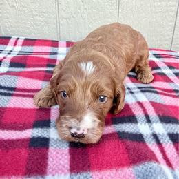 Boy 2 - Red male Irish Doodle puppy in Bloomfield, Iowa from Schooley Doodles