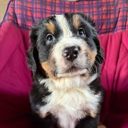 Monty (brown boy) - Black rust and white male Bernese Mountain Dog puppy in Mora, New Mexico from Berners of New Mexico
