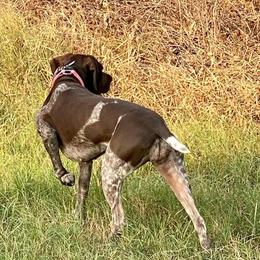 German Shorthaired Pointer All Grown Up from Michele Hierholzer