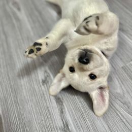 Labrador Retriever Puppies from Flashylabs