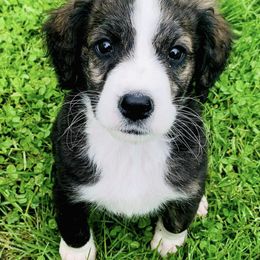 Bernedoodle Puppies from Moose Tracks Bernedoodles