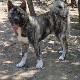 Nana - Akita