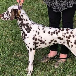 Dalmatians from Starchart Dalmatians