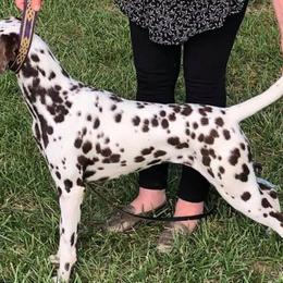 Dalmatians from Starchart Dalmatians