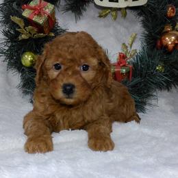 Cavalier King Charles Spaniel, Goldendoodle, and Golden Retriever Puppies from Outback Puppies