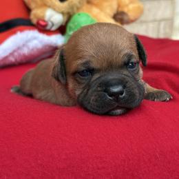 Pele - Fawn female Staffordshire Bull Terrier puppy in Houston, Texas from Breaking Bad Staffords