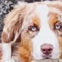 Mesa - Australian Shepherd