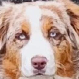 Mesa - Australian Shepherd
