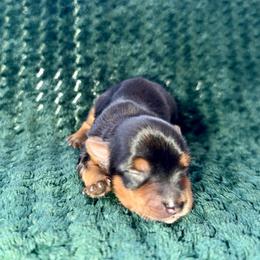 Tres - Black and tan male Yorkshire Terrier puppy in Pryor, Oklahoma from DK’s Littles & Co