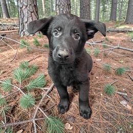 Ritchie - Black male German Shepherd puppy in Oakland, Oregon from VHM German Shepherds