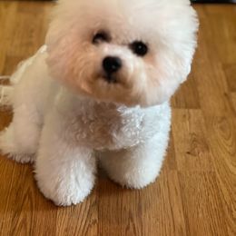 Philippe White Diamond Sofia - White male Bichon Frise puppy in Anza, California from Top Shepherd & Bichon Frisé