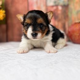 Heidi 3400 ( Small ) - Parti female Yorkshire Terrier puppy in Douglas, Georgia from South Georgia Yorkies and Biewers