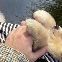 Pomeranian and Pomsky Puppies from Pine and Sea Pomskies