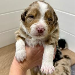 Yeti - Brown merle male Aussiedoodle puppy in Heber City, Utah from Junipersdoodles