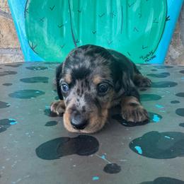 Frannie - Dapple female Dachshund puppy in Hawley, Texas from Foxy’s Dachshunds & Toy Aussies