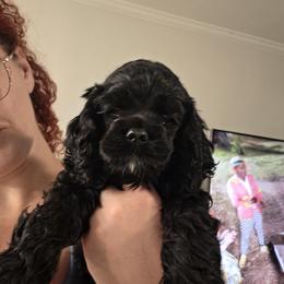 Ginny - Black female Cocker Spaniel puppy in Wacissa, Florida from True North Cockers