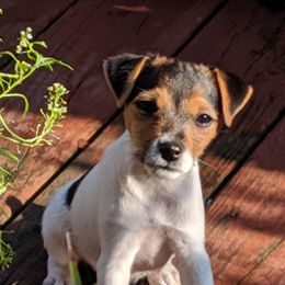 Jack Russell Terriers from Reynard Farm