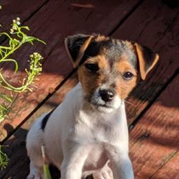 Jack Russell Terriers from Reynard Farm
