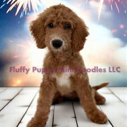 Charm (girl) Purple Collar - Apricot female Goldendoodle puppy in Corona, California from Fluffy Puppy Mini Doodles LLC