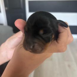 Daisy - Black and tan female Dachshund puppy in Tomball, Texas from Gutierrez House of Doxies