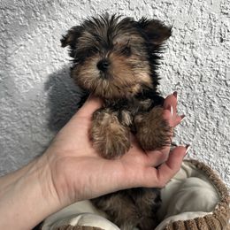 Ben - Black and tan female Yorkshire Terrier puppy in Cape Coral, Florida from Katherine’s Yorkies and Poodles