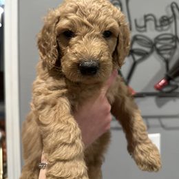 Boy 5 - male Goldendoodle puppy in Pueblo West, Colorado from German Family Goldendoodles