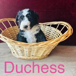 Duchess - Black and white female Bernedoodle puppy in Battle Creek, Michigan from T-Rose’s Bernedoodle & Pomsky Puppies