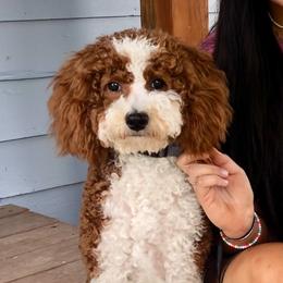 Cavapoos and Goldendoodles from Green Ranch Doodles
