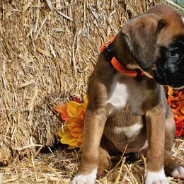 Elsa - Fawn Boxer puppy in Cove, Oregon from Luna Ray Boxers