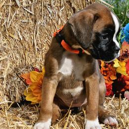 Elsa - Fawn Boxer puppy in Cove, Oregon from Luna Ray Boxers