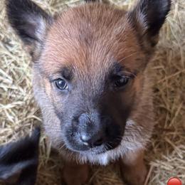 Girl - compact solid sweet pea - Fawn sable female Belgian Malinois puppy in Dallas, Texas from RoyalHaus Malinois