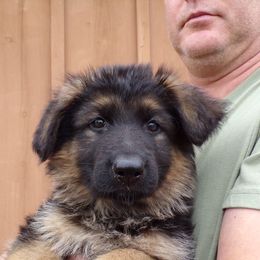 German Shepherd Puppies from Von Tief